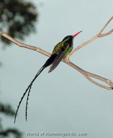 Hummingbird Garden Catalog: Green-And-Black Streamertail